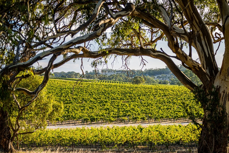 クレイモア・ワインズ